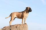 BULLMASTIFF 124